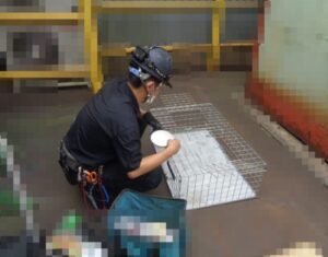 鳩捕獲対策